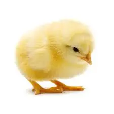 Chick