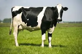 Cow