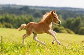Foal