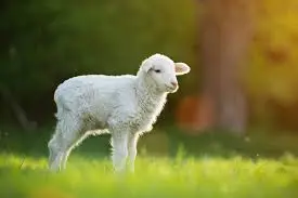 Lamb