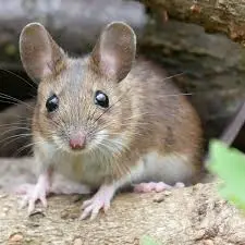 Mouse