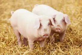 Pig