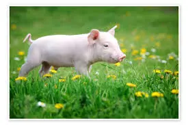 Piglet