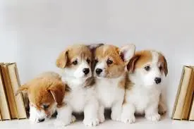 Puppy