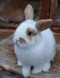 Rabbit