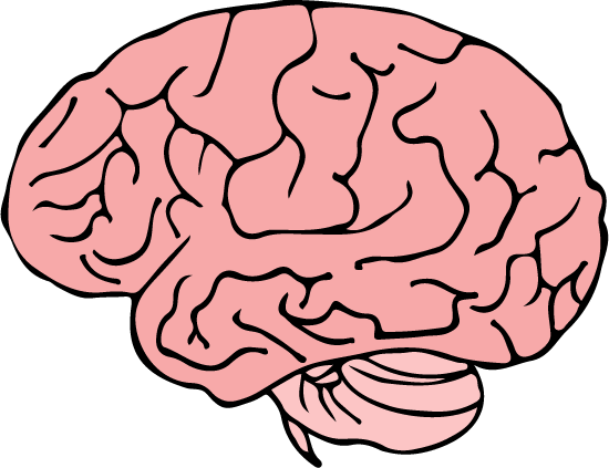 Brain