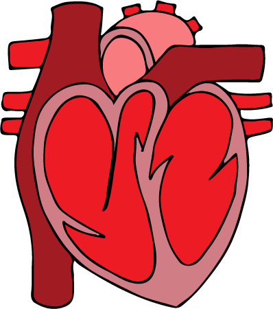 Heart