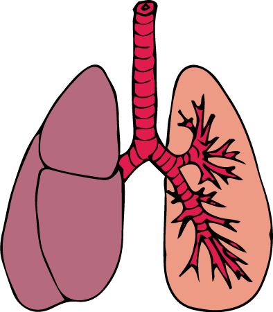 Lungs