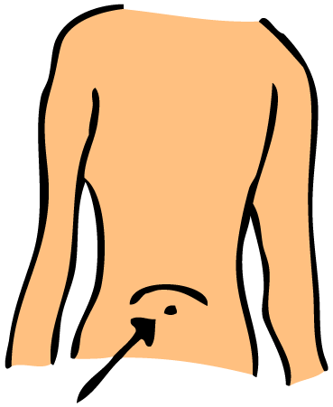 Stomach