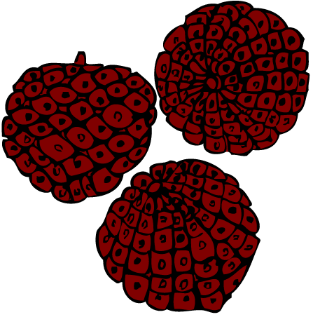 Lychee