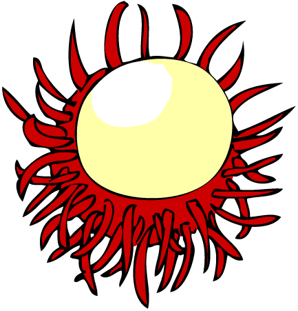 Rambutan
