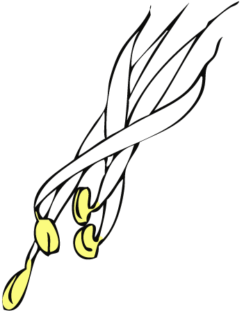 Beansprout
