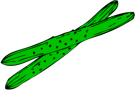 Cucumber